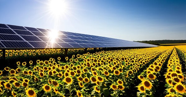 Maximiser l'énergie solaire : 5 avantages de l'agrivoltaïsme
